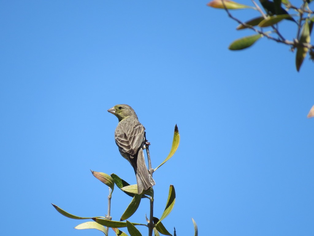 House Finch - ML227098291