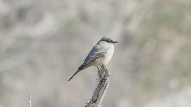 Say's Phoebe - ML227100751