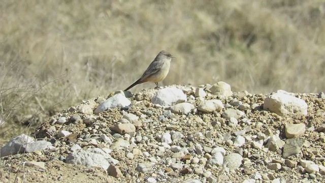 Say's Phoebe - ML227101091