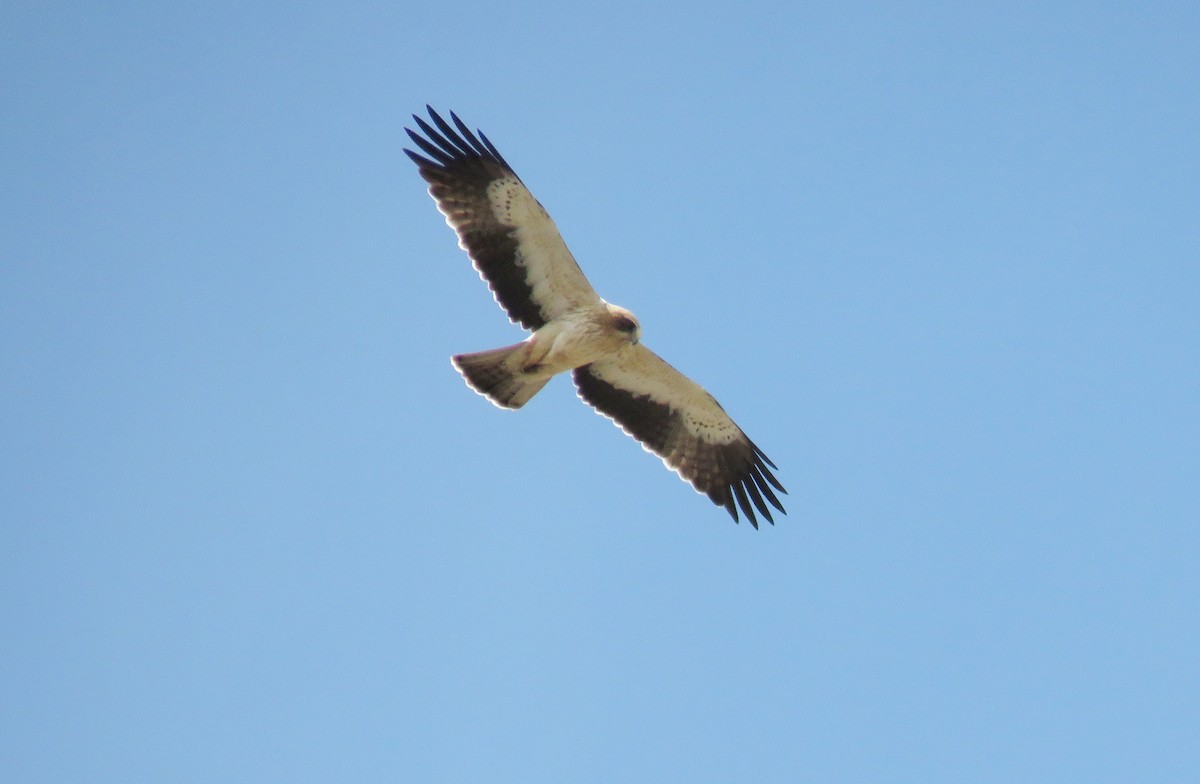 Booted Eagle - Miguel Rodríguez Esteban