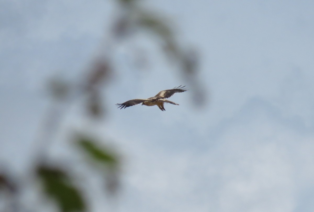 Booted Eagle - ML227102801