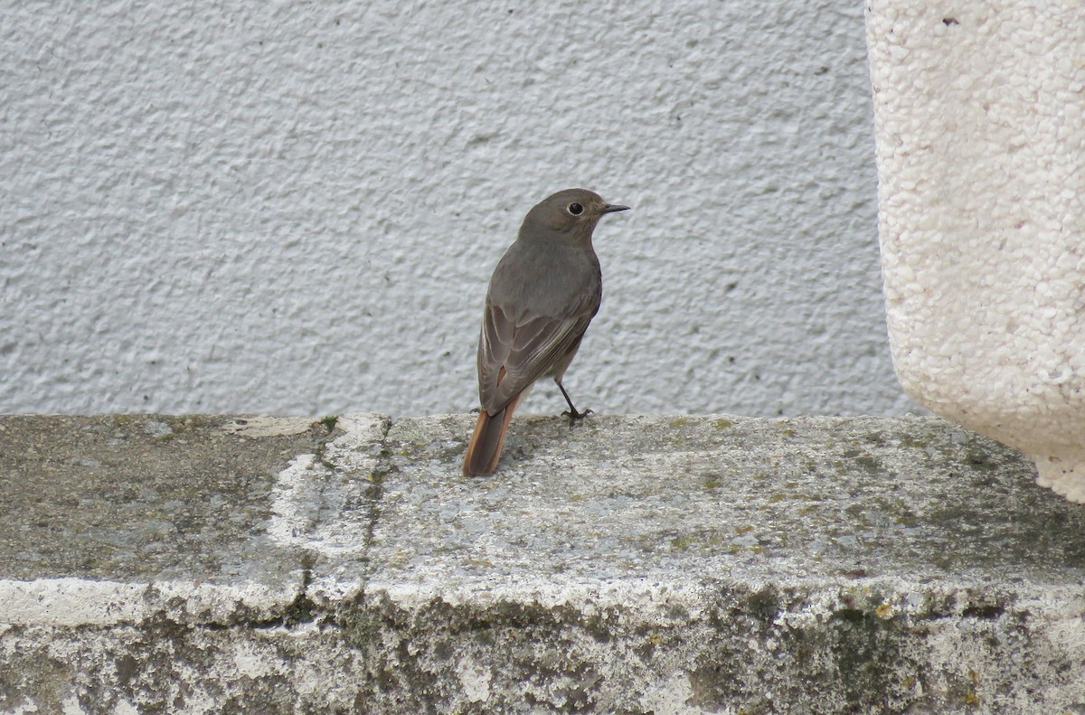 Black Redstart - ML227102841