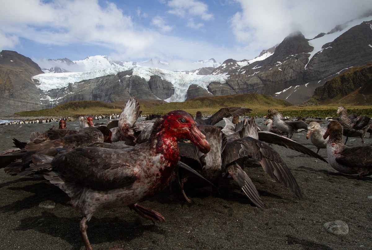 Southern Giant-Petrel - ML227104411