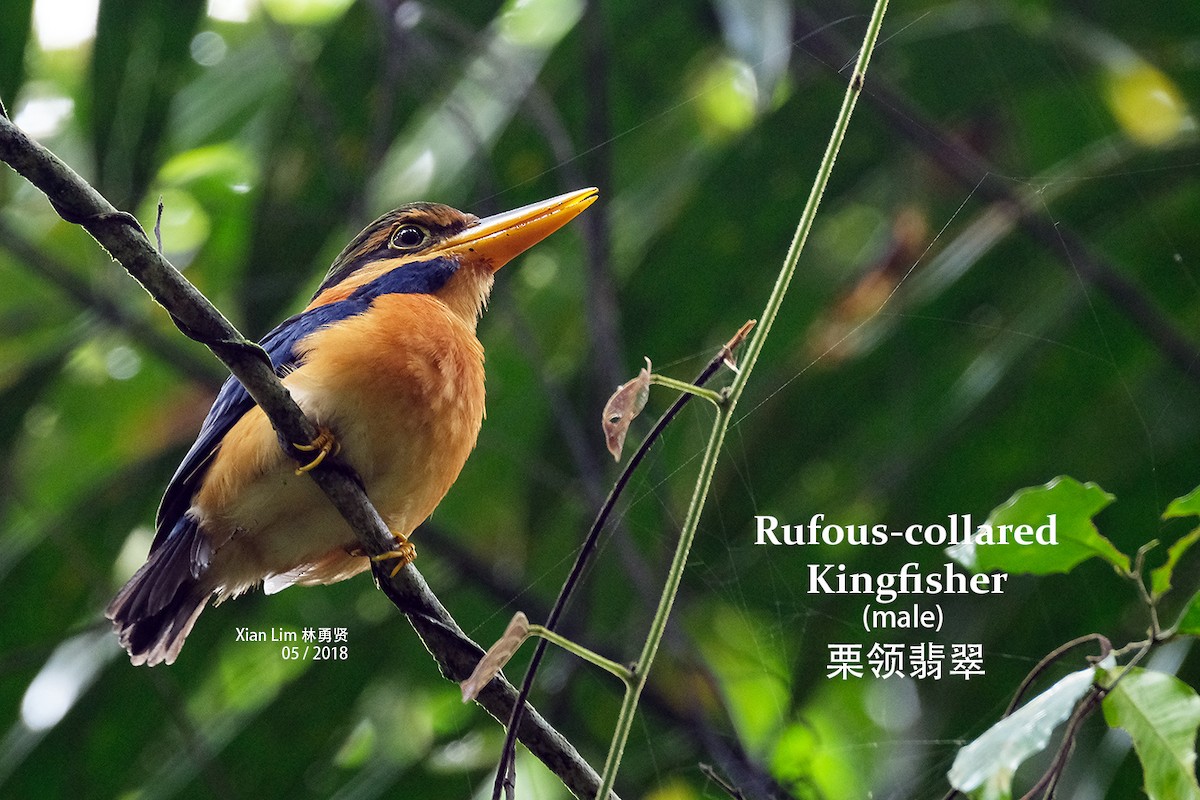 Rufous-collared Kingfisher - ML227106211