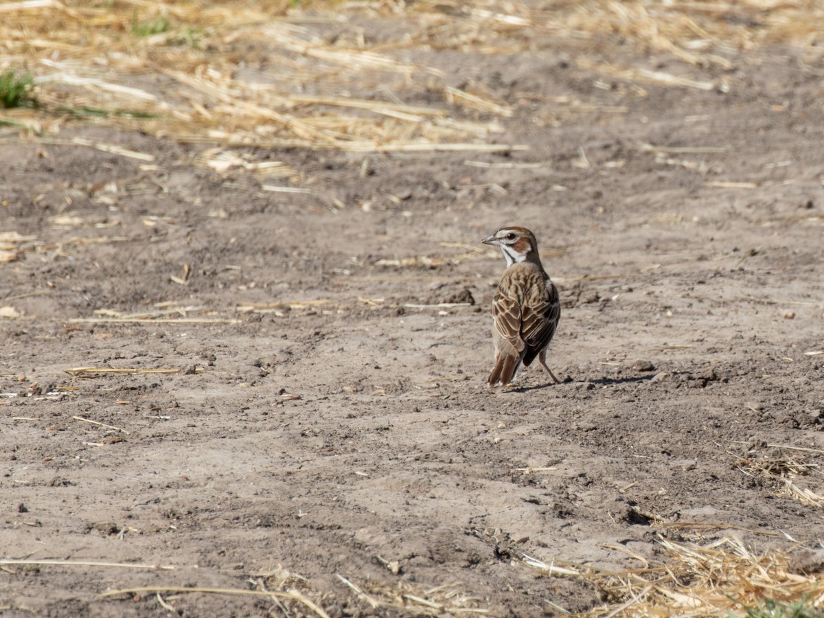 Lark Sparrow - ML227108471