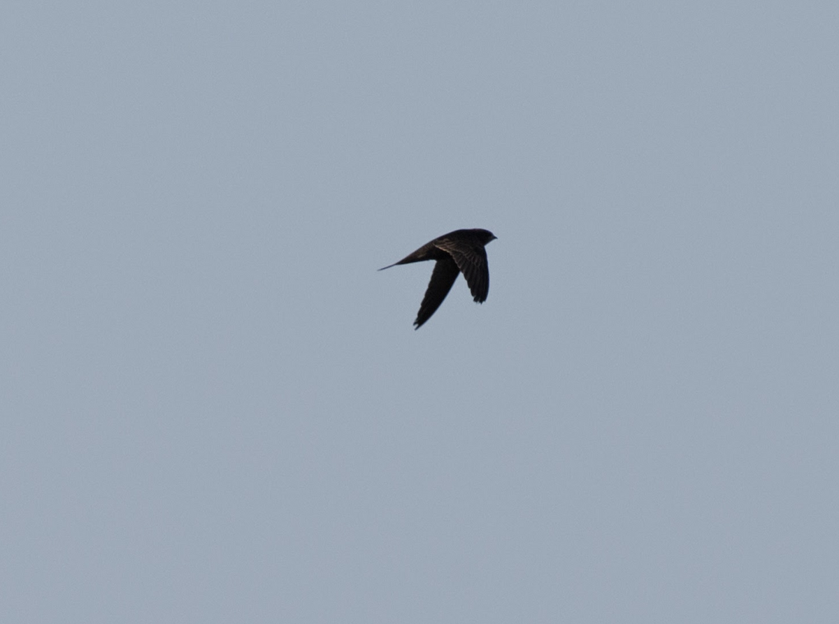 Common Swift - ML227109621