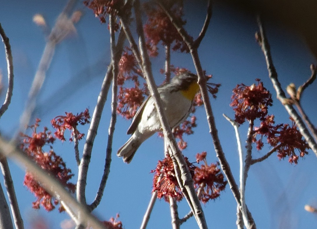 Yellow-throated Warbler - James Sawusch