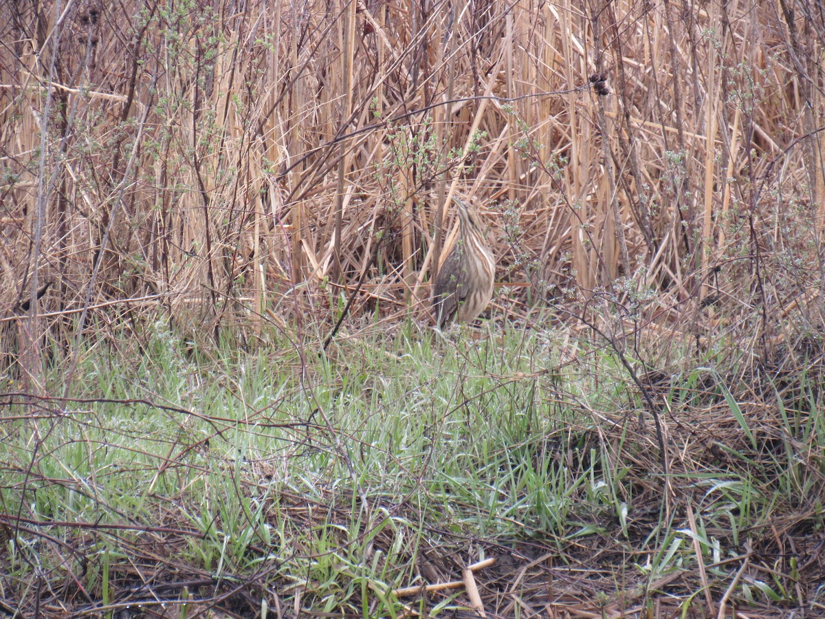 American Bittern - ML227110051