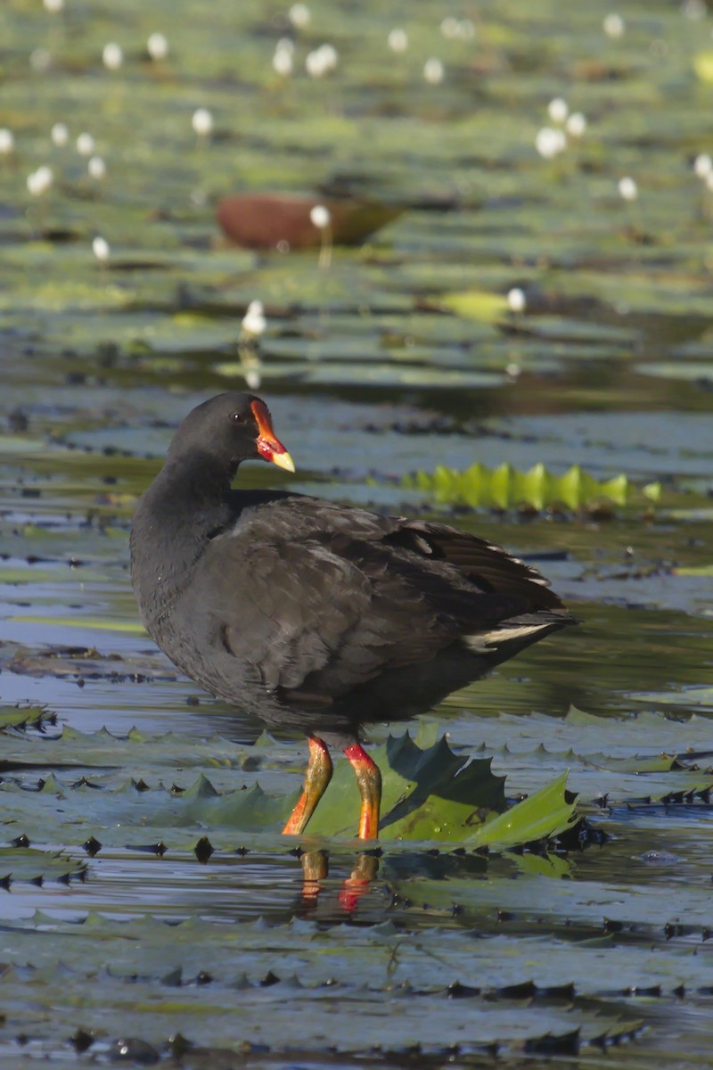 Dusky Moorhen - Ed Pierce