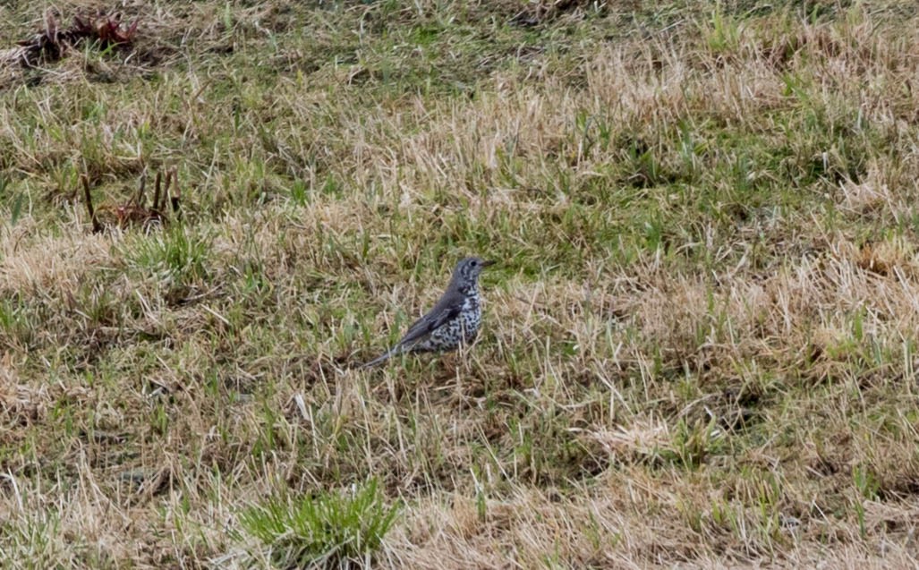 Mistle Thrush - ML227113711