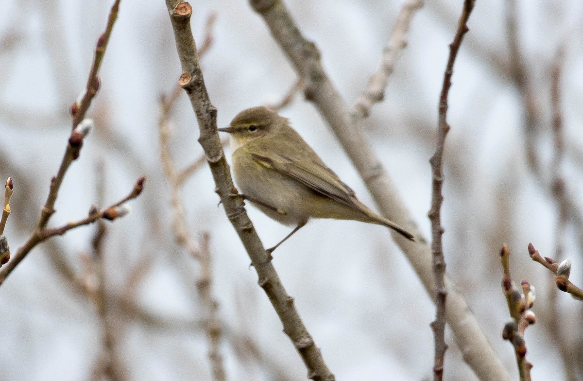 Common Chiffchaff - Raymond  Birkelund