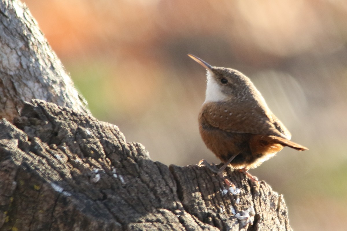 Canyon Wren - ML22711451