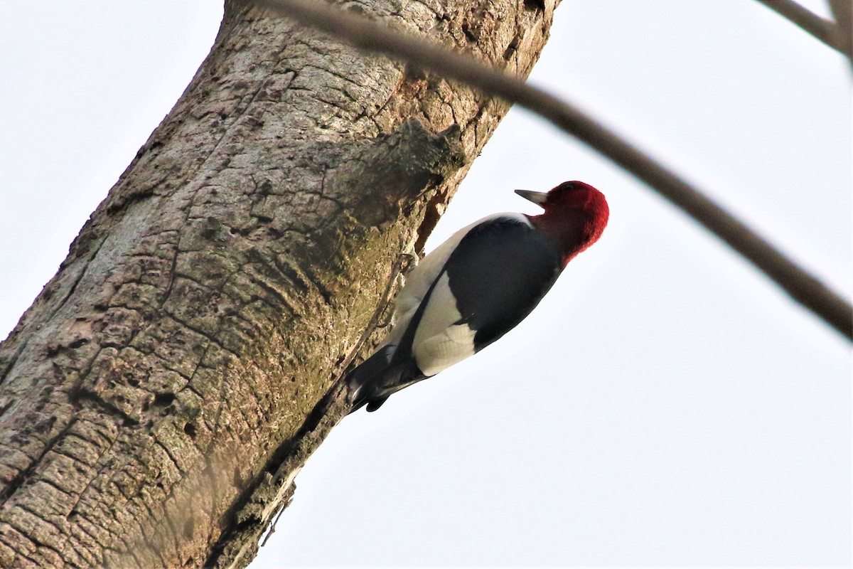 Red-headed Woodpecker - ML227114751