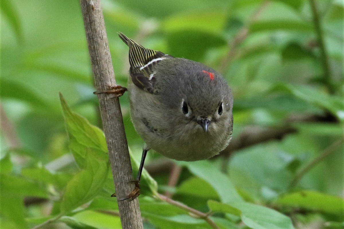 Ruby-crowned Kinglet - ML227114801