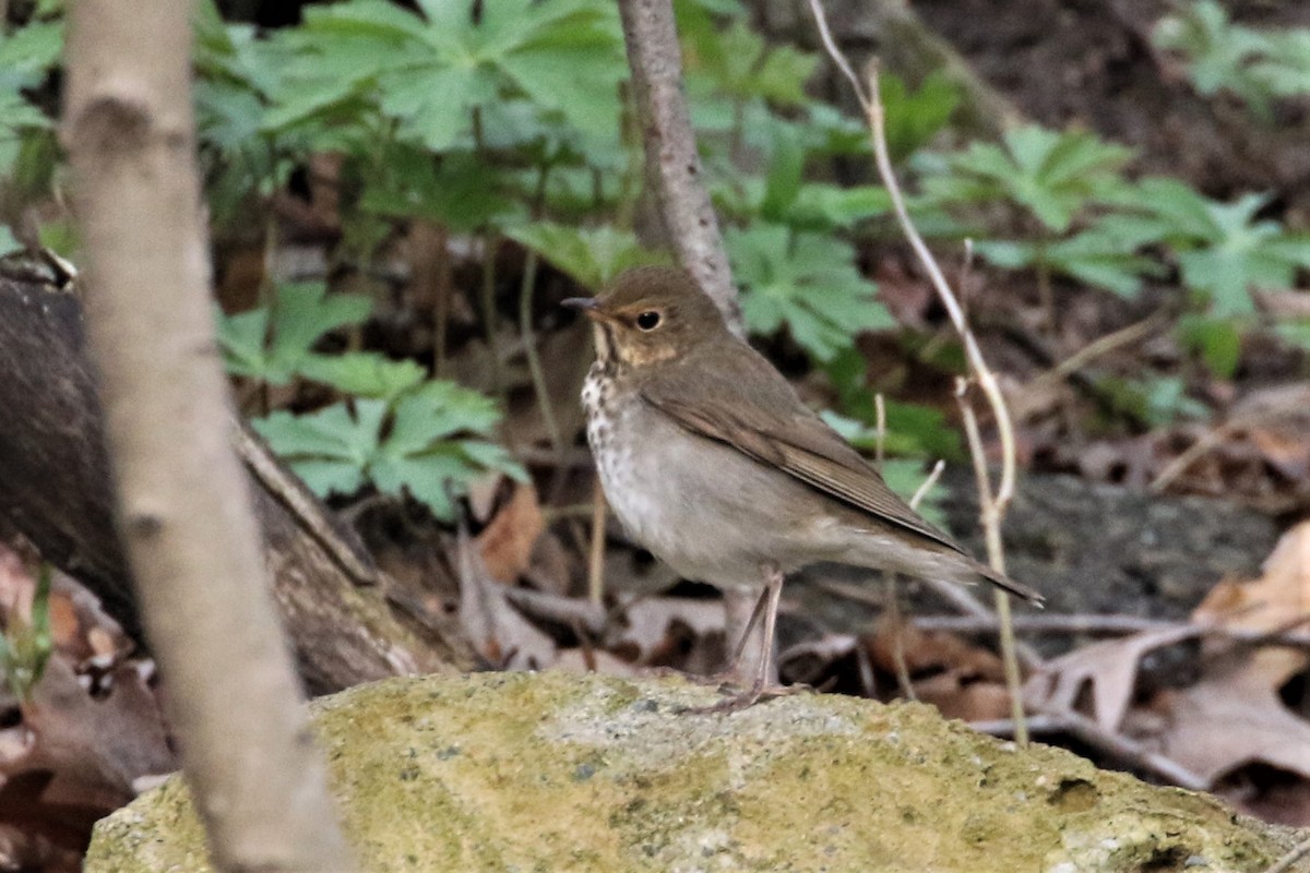 Swainson's Thrush - ML227114841