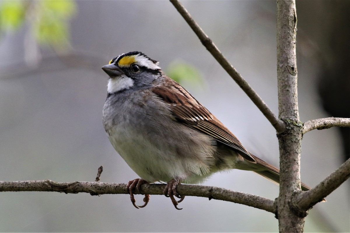 White-throated Sparrow - ML227114891