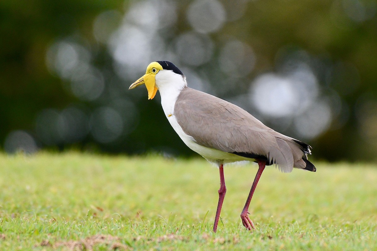 Masked Lapwing - Jacques Erard