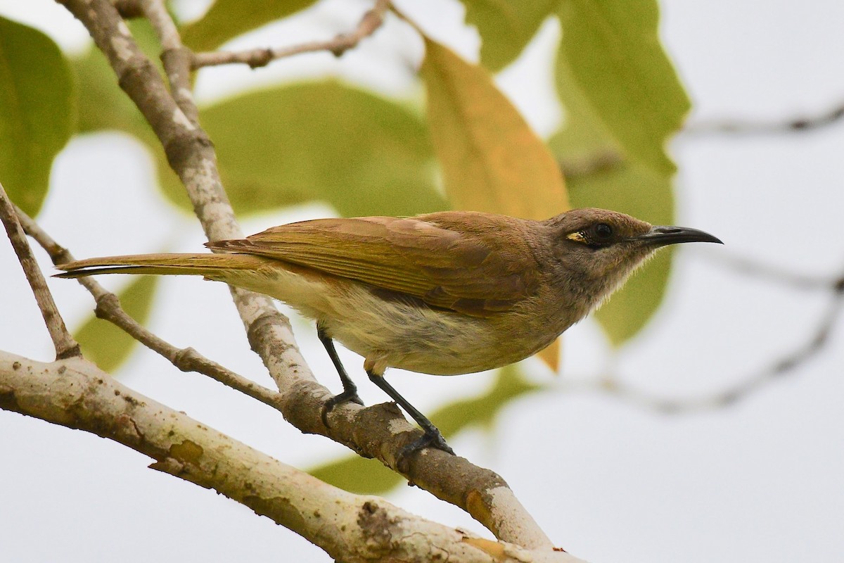 Brown Honeyeater - Jacques Erard