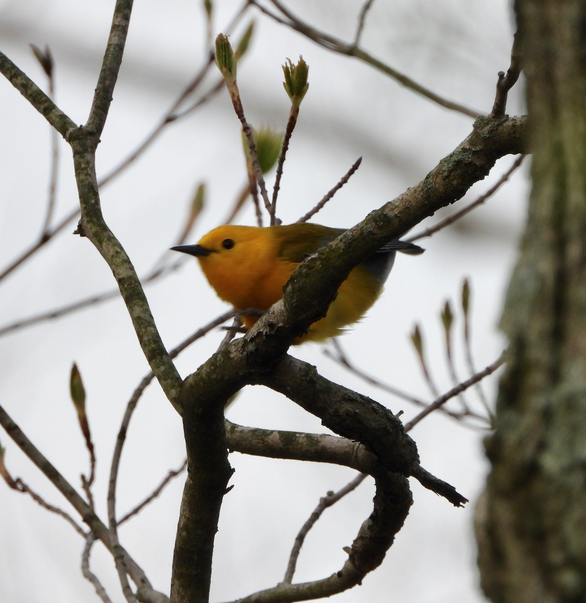 Prothonotary Warbler - ML227117091