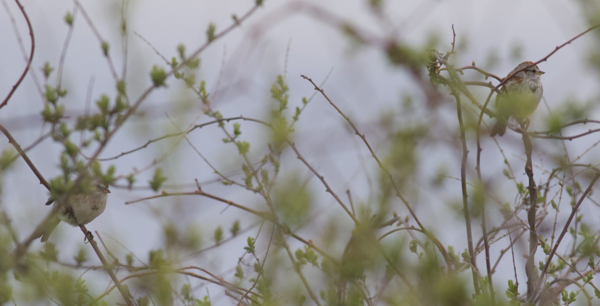 American Tree Sparrow - ML227121021