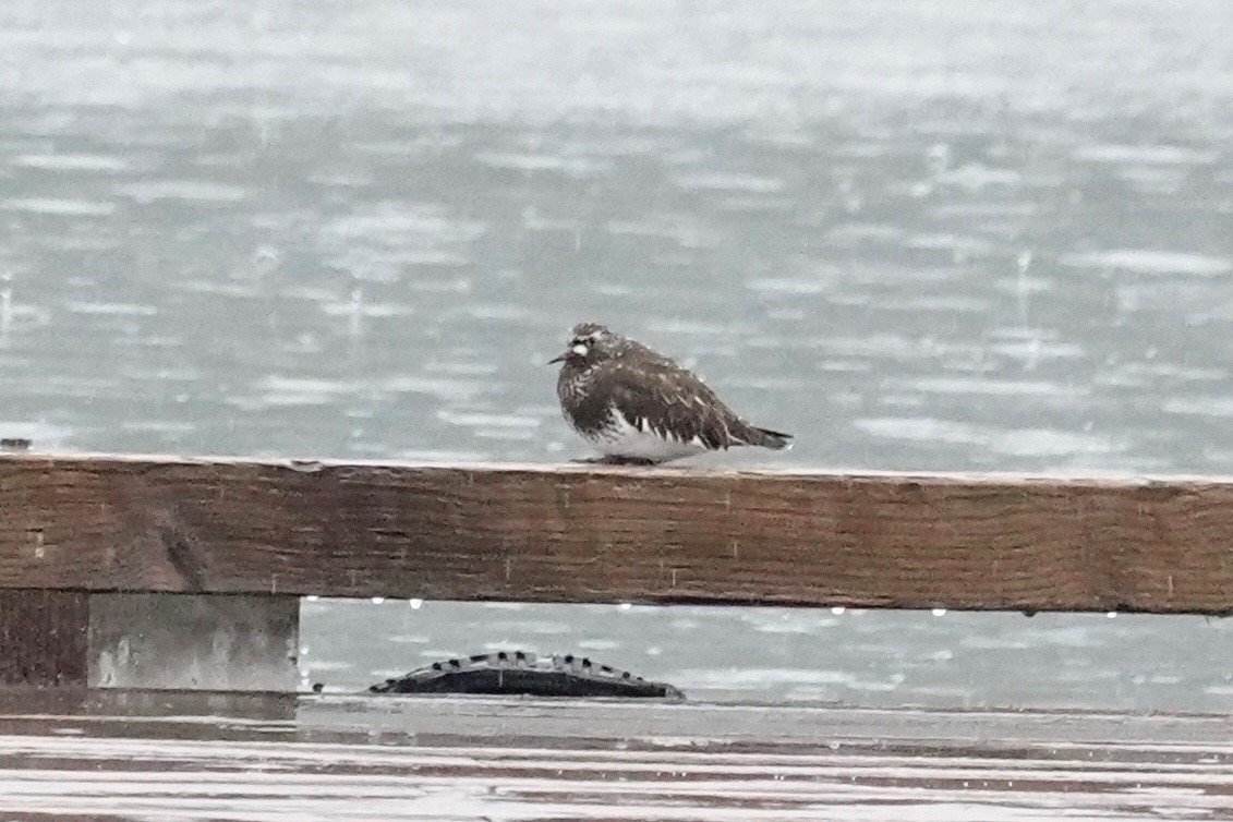 Black Turnstone - Victor A