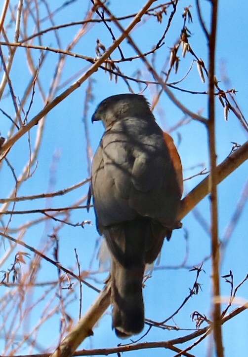 Cooper's Hawk - ML227122121