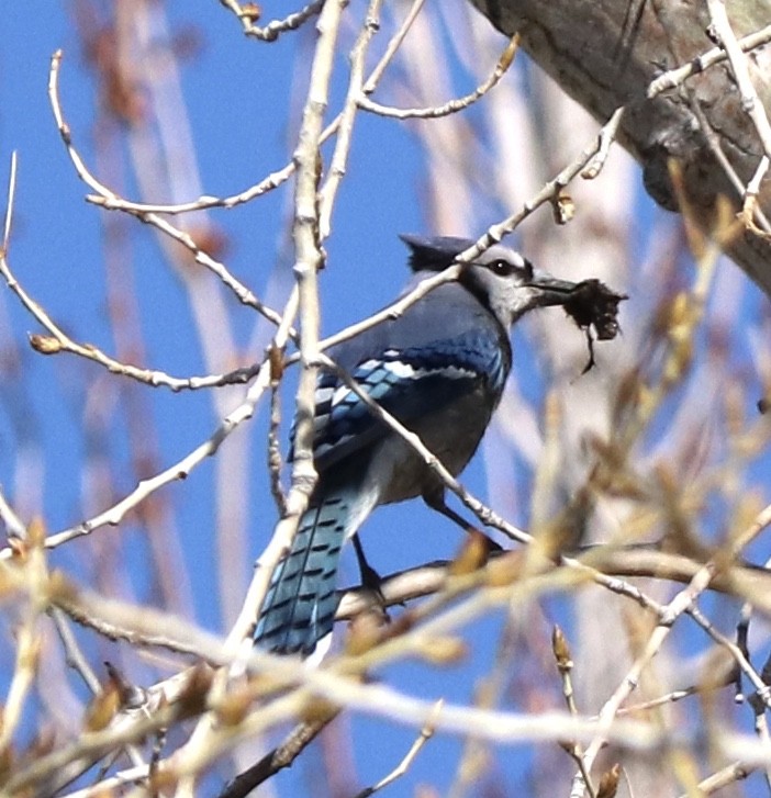 Blue Jay - ML227122201