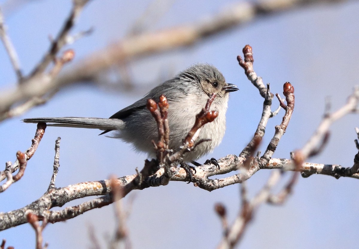 Bushtit - ML227122371