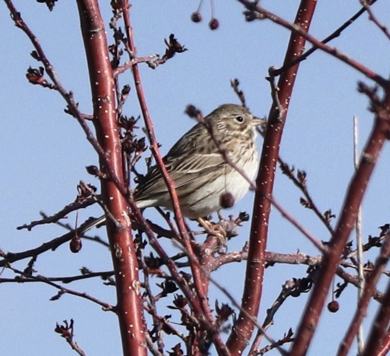 Vesper Sparrow - ML227122461