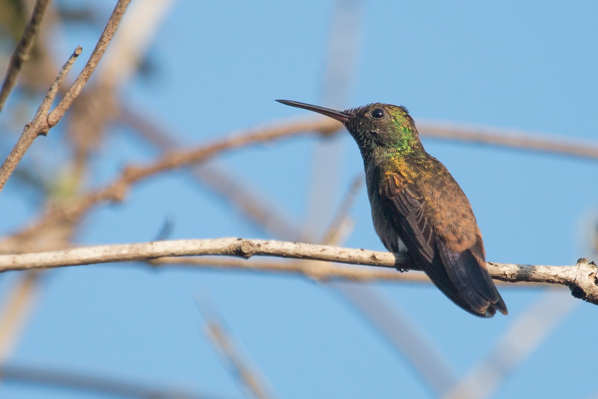 kolibřík měděnořitý - ML227124341