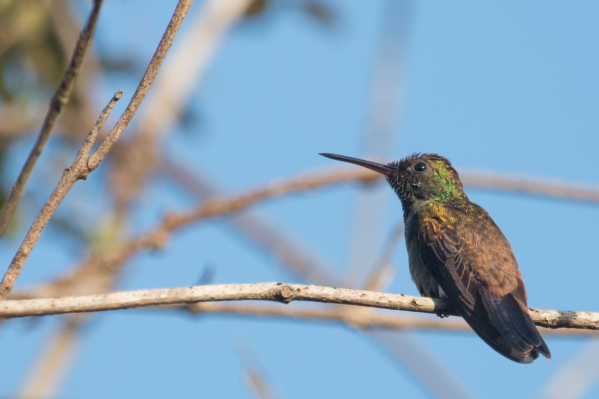 Bakır Belli Kolibri - ML227124491