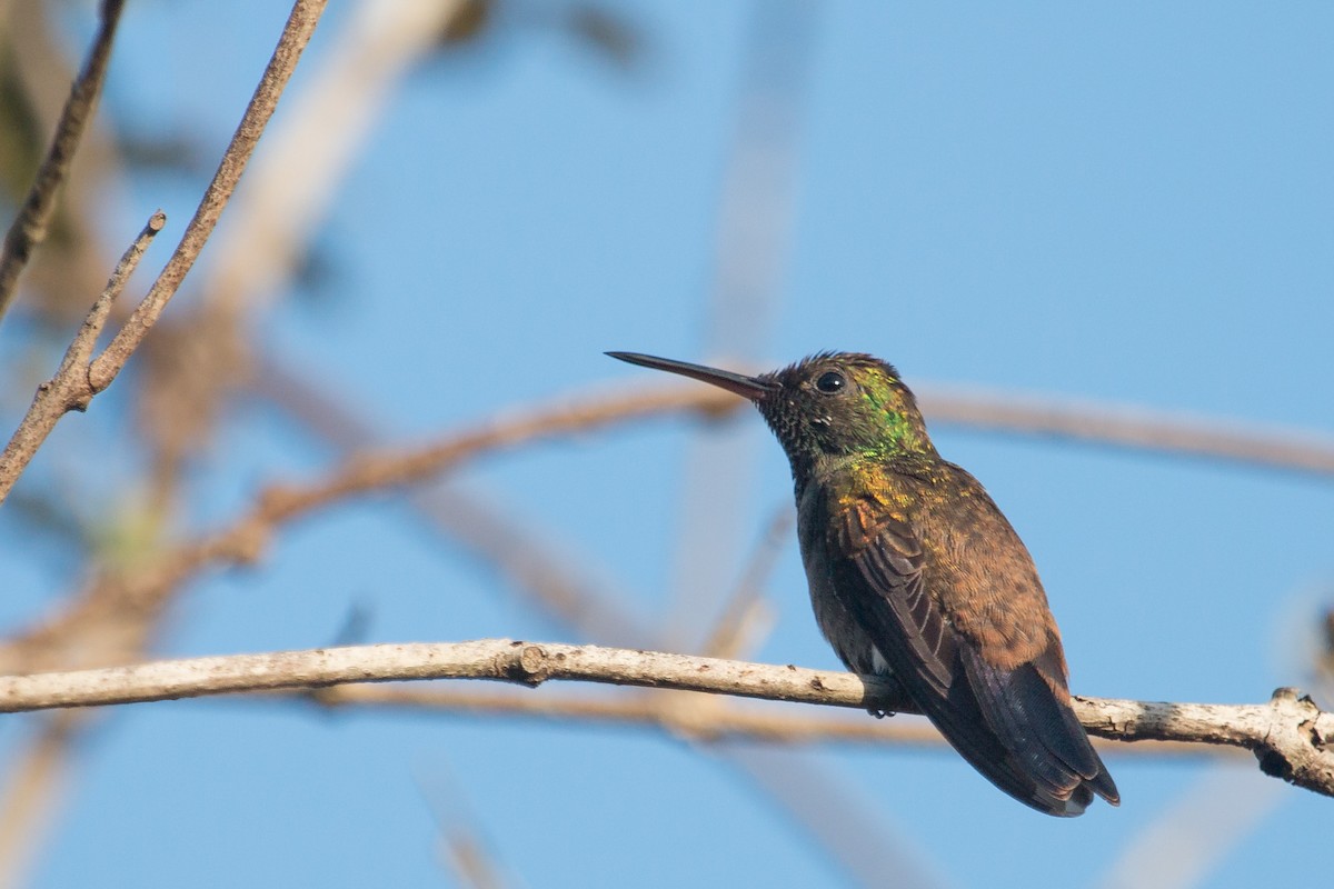 kolibřík měděnořitý - ML227124511