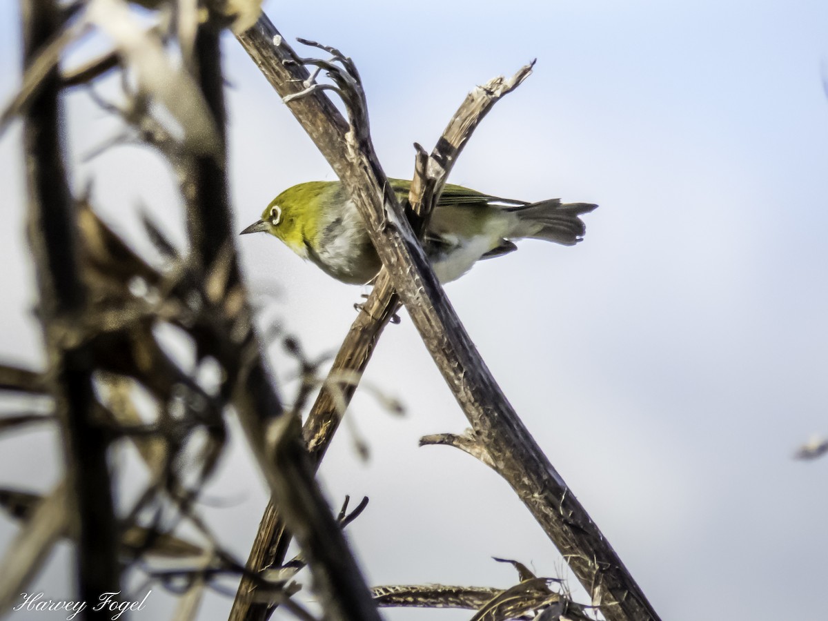 Silvereye - ML227124981