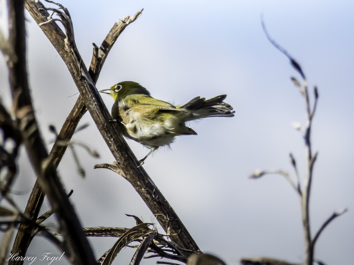 Silvereye - ML227124991