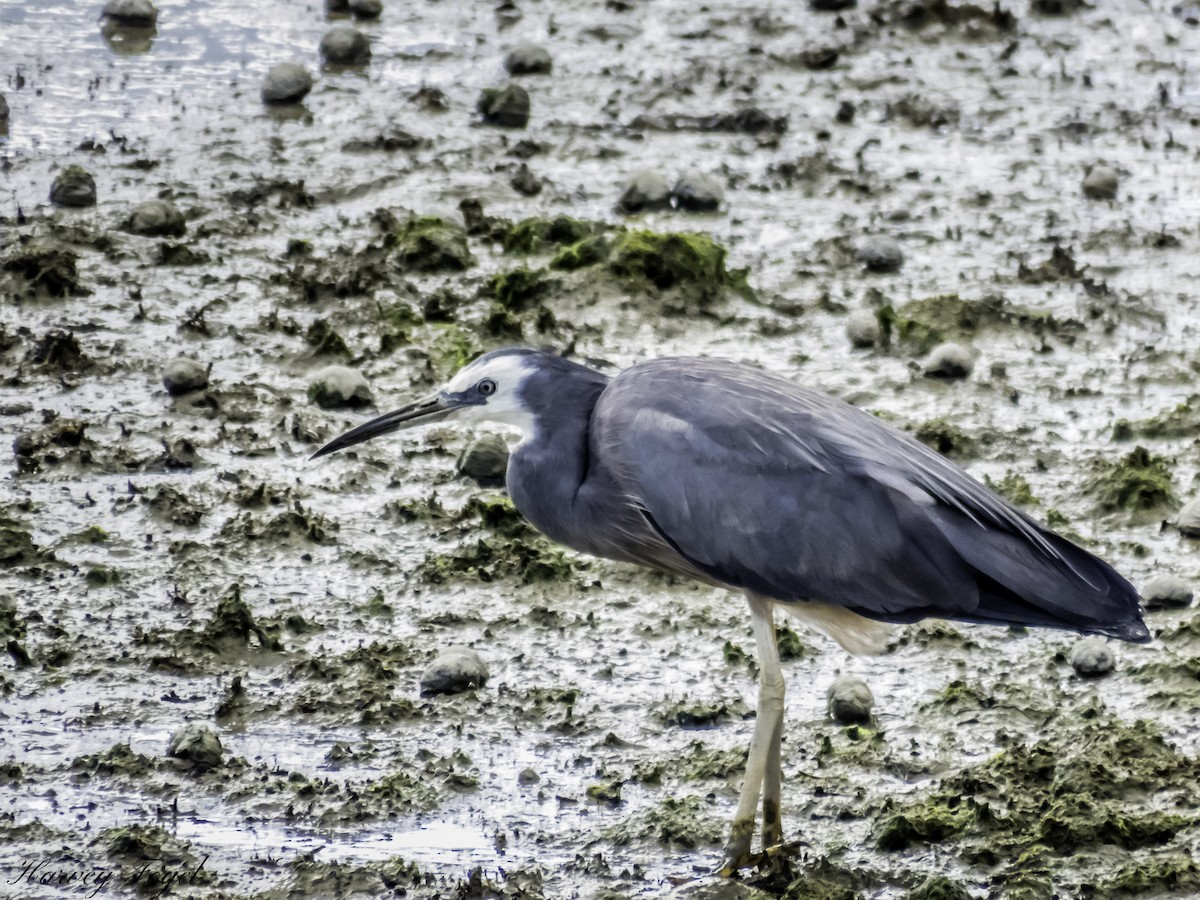 White-faced Heron - ML227125101