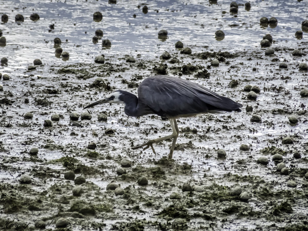 White-faced Heron - ML227125131