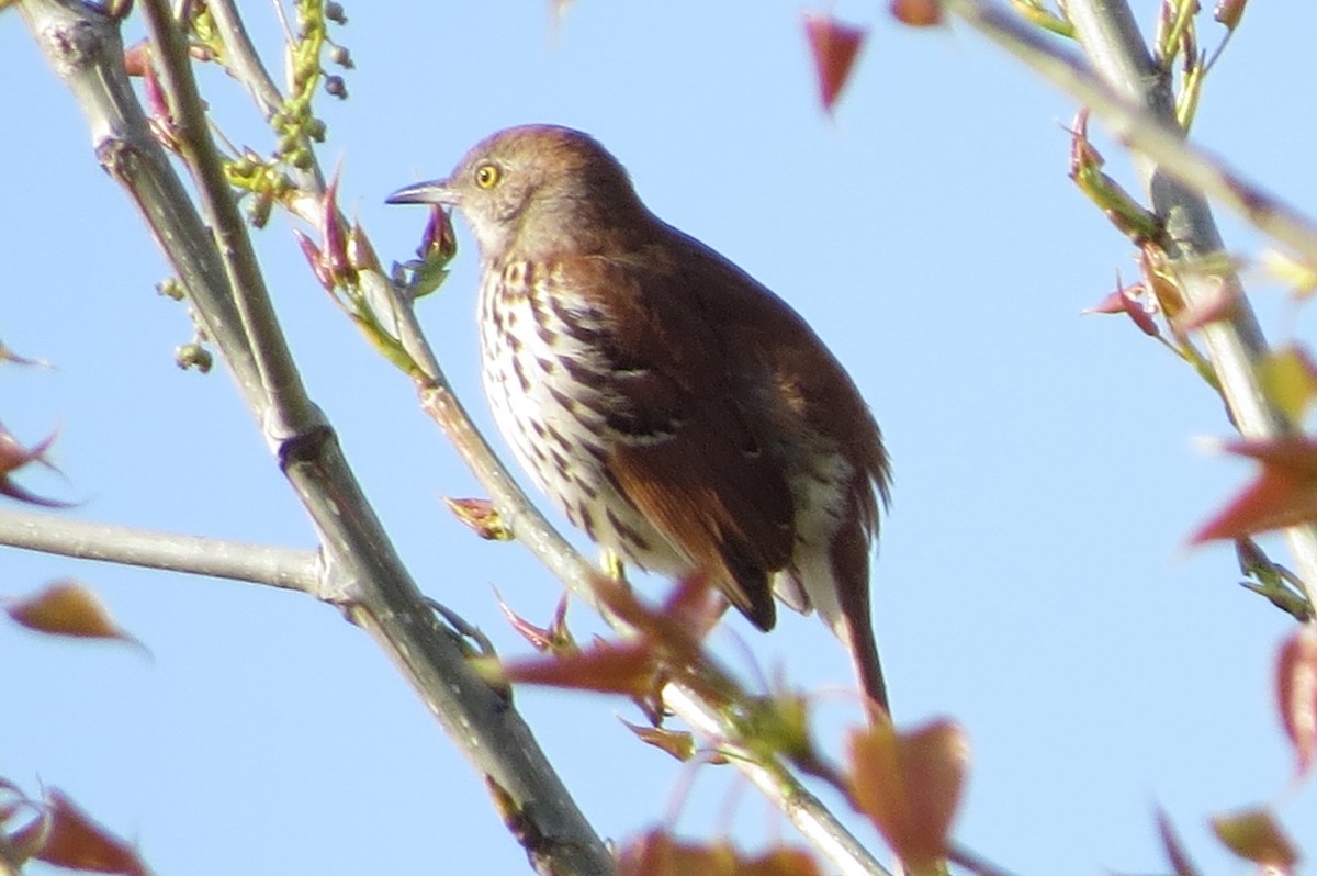 Brown Thrasher - ML227125451