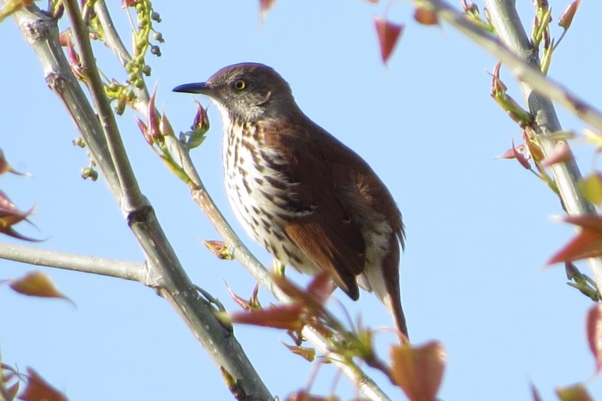 Brown Thrasher - ML227125461