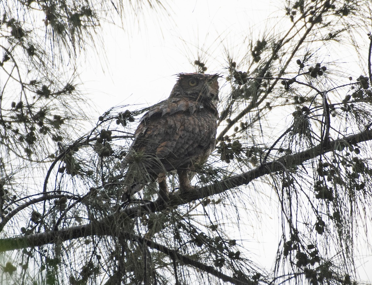 Great Horned Owl - ML227128841