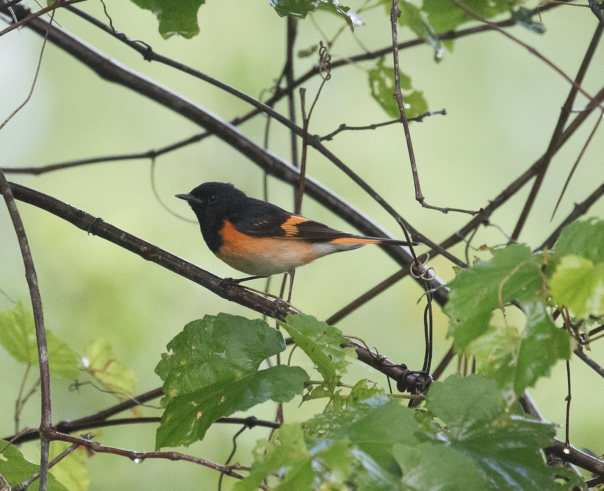 American Redstart - ML227130041