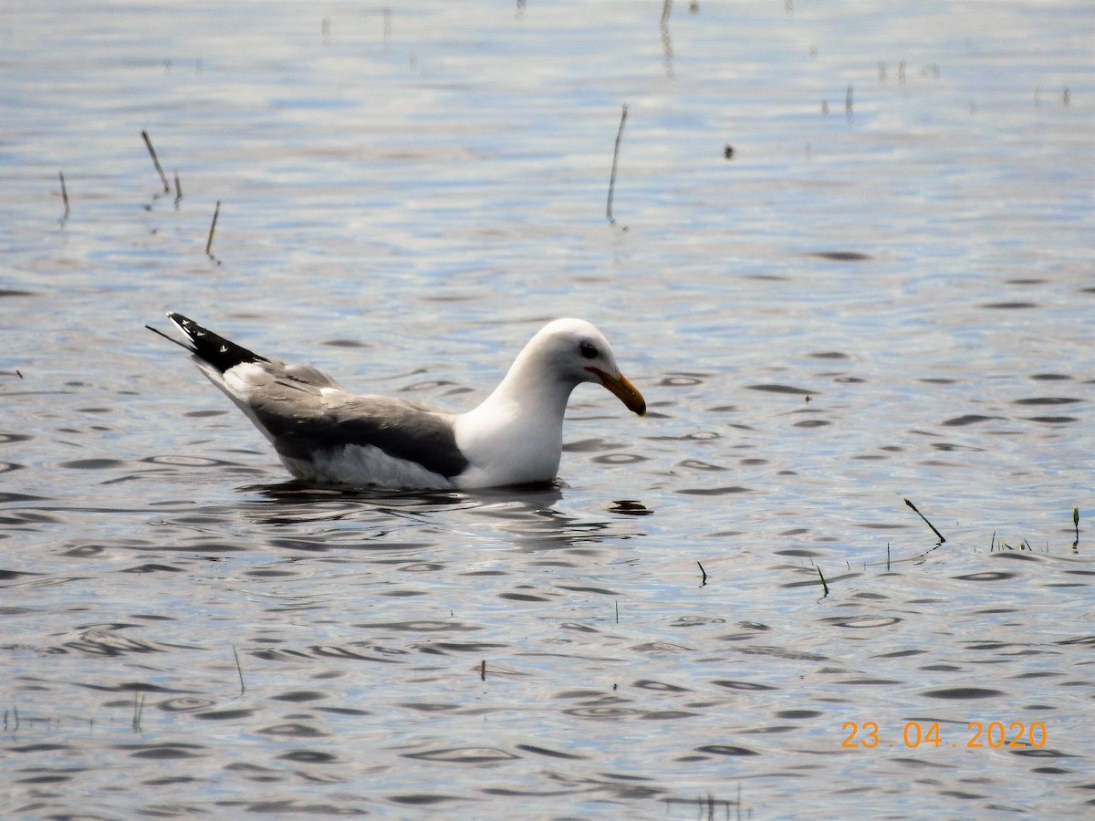 California Gull - dave haupt