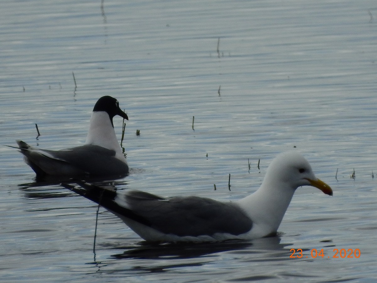 California Gull - ML227130311