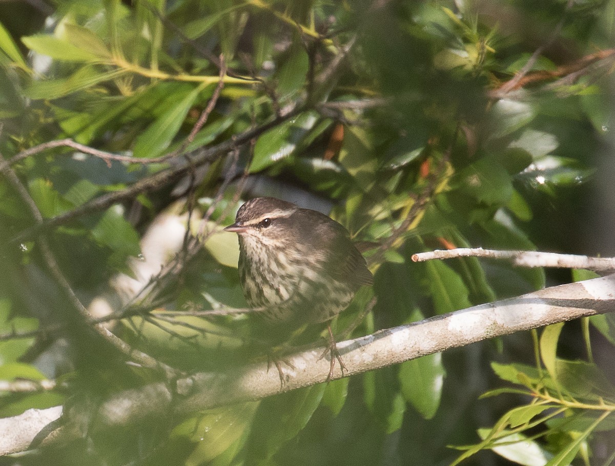 Northern Waterthrush - ML227130581