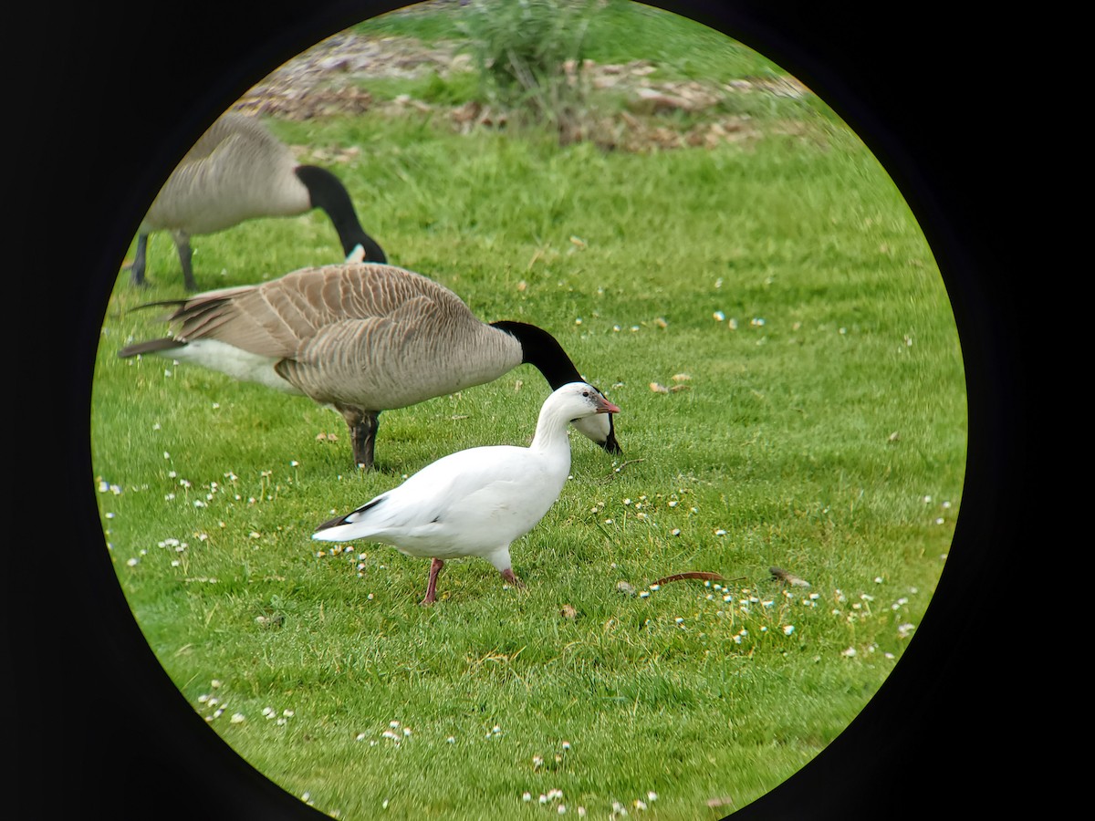 Ross's Goose - ML227130591