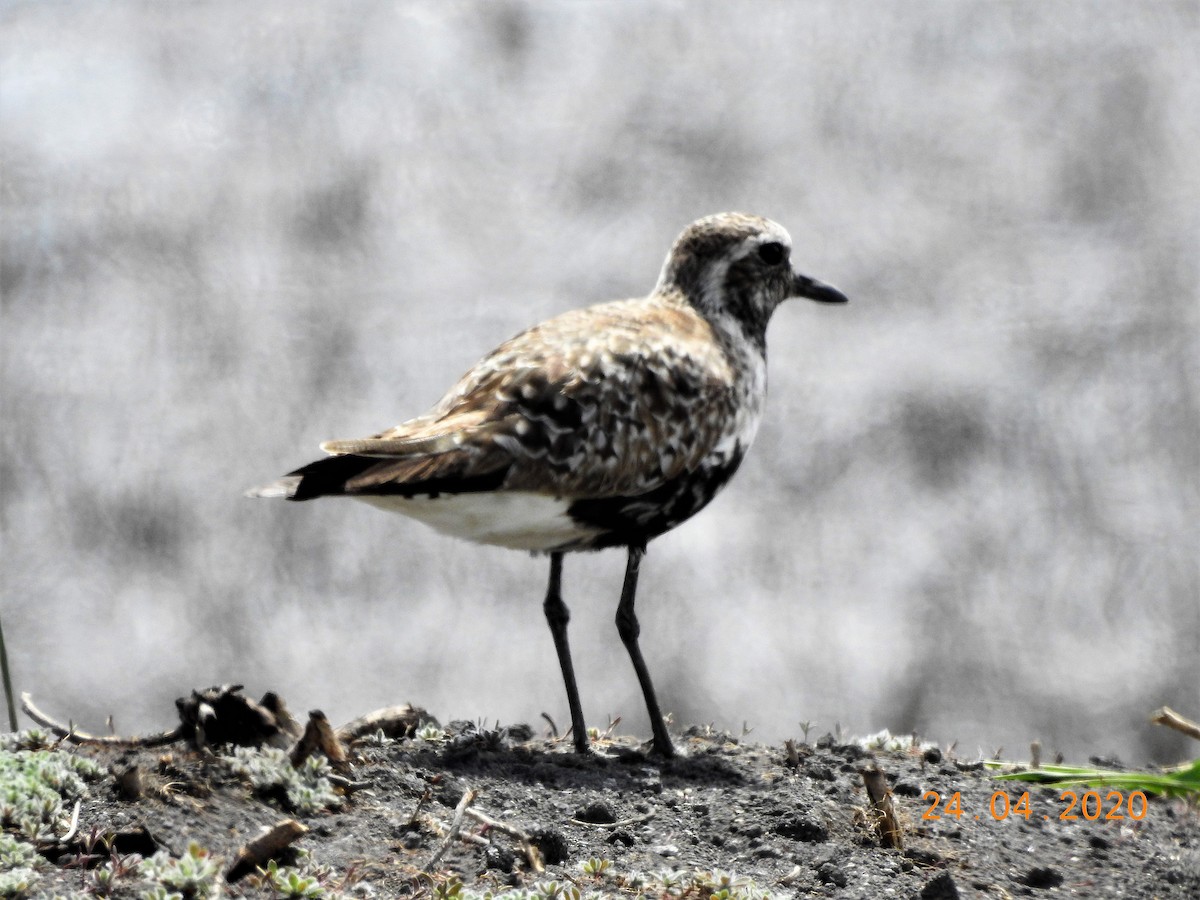 Black-bellied Plover - ML227131011