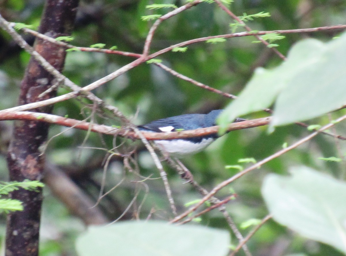 Black-throated Blue Warbler - ML227131711