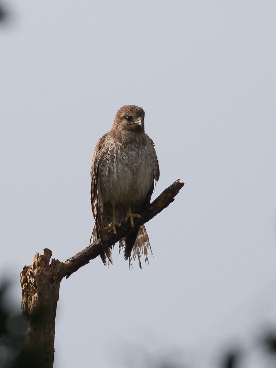 Red-shouldered Hawk - ML227132451