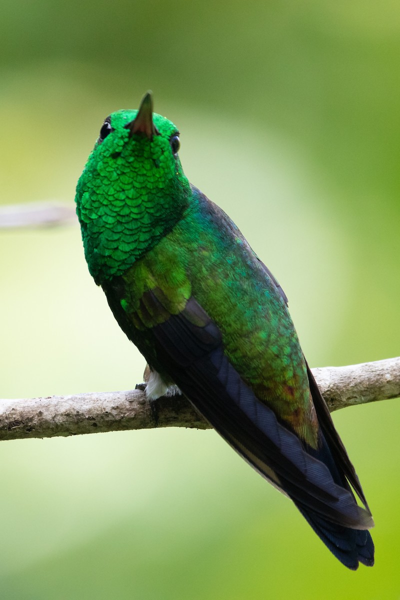 kolibřík měděnořitý - ML227133301