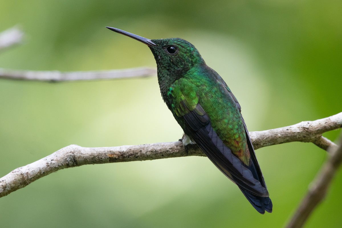 Copper-rumped Hummingbird - ML227133981