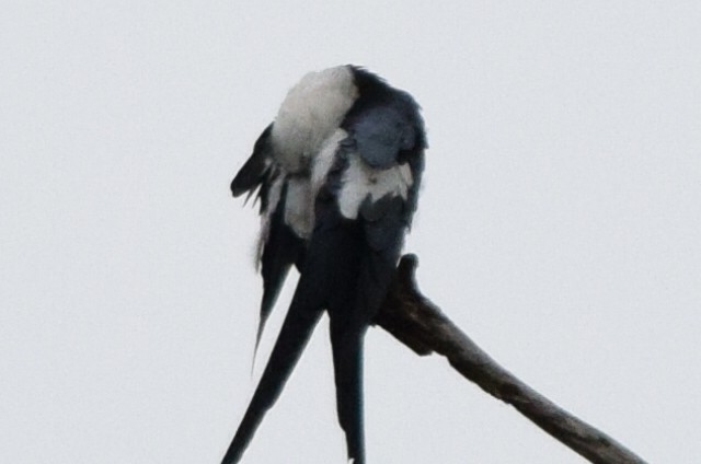 Swallow-tailed Kite - Michael Grochowski